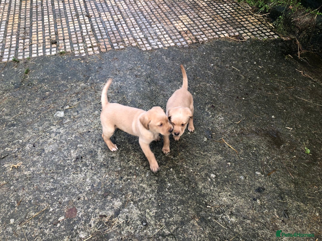 Labrador Retriever dogs for sale: Kc registered Labrador puppies(2 remaining) - Advert 7