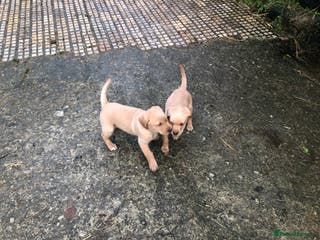 Labrador Retriever dogs Kc registered Labrador puppies(2 remaining) - Advert 5