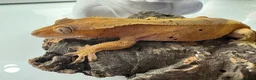 Mixed Breed reptiles for sale: various geckos! - Advert 7