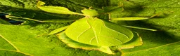Stick Insects invertebrates for sale: Leaf and stick insects for sale - Advert 3