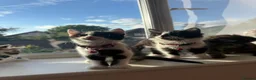 Mixed Breed cats for sale: Six Adorable Ragdoll X Norwegian Forest Kittens - Advert 2