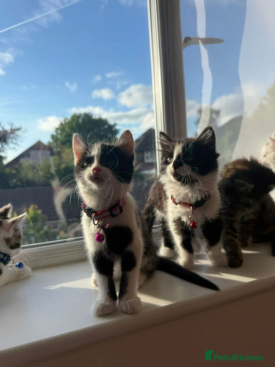 Mixed Breed cats for sale: Six Adorable Ragdoll X Norwegian Forest Kittens - Advert 2