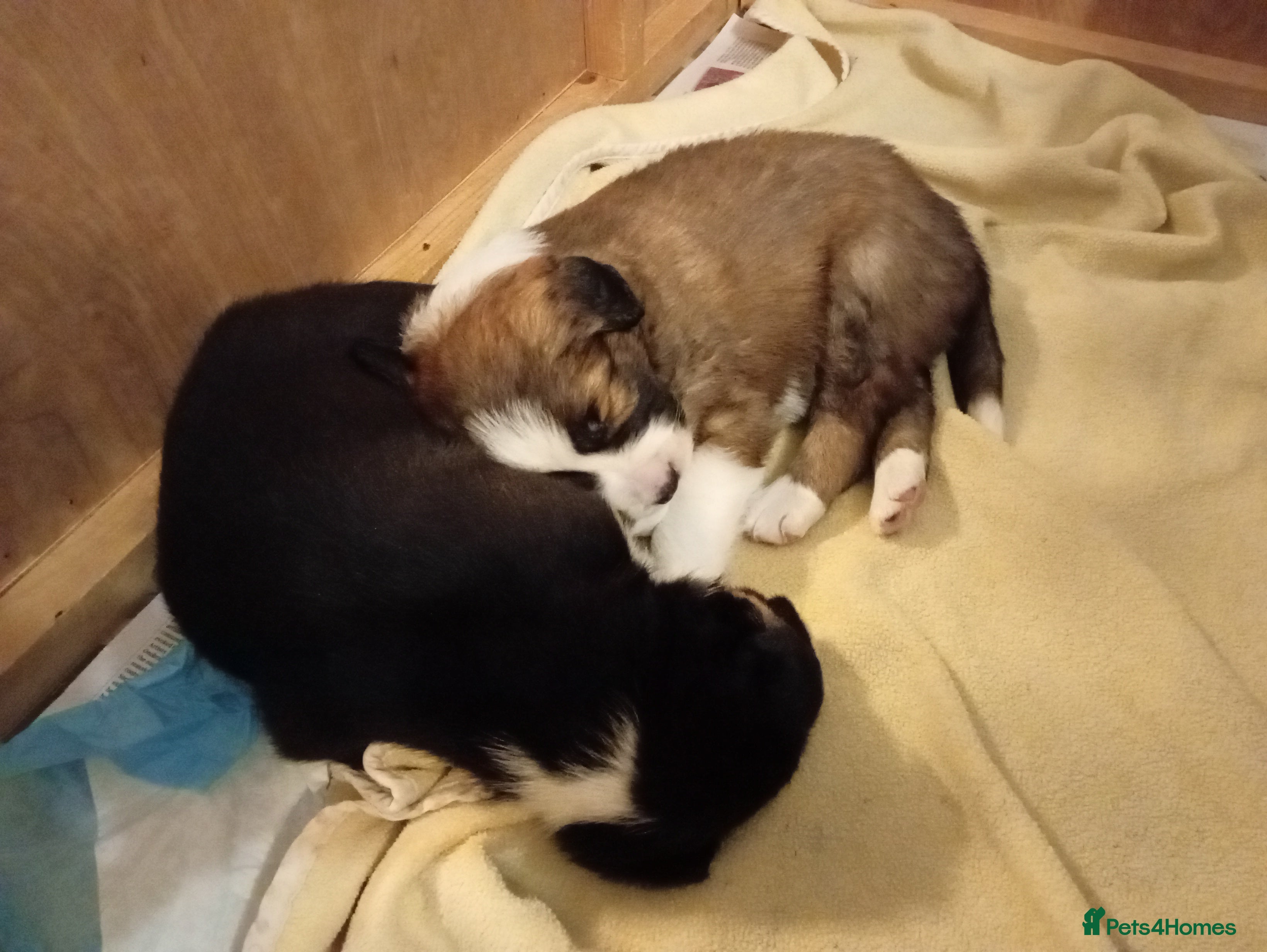 Border Collie dogs Border collie puppies for sale  - Advert 1