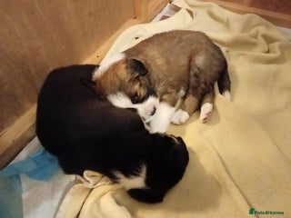 Border Collie dogs Border collie puppies for sale - Advert 1