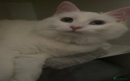 Mixed Breed cats for sale: Lady, 10 months old - Image 2