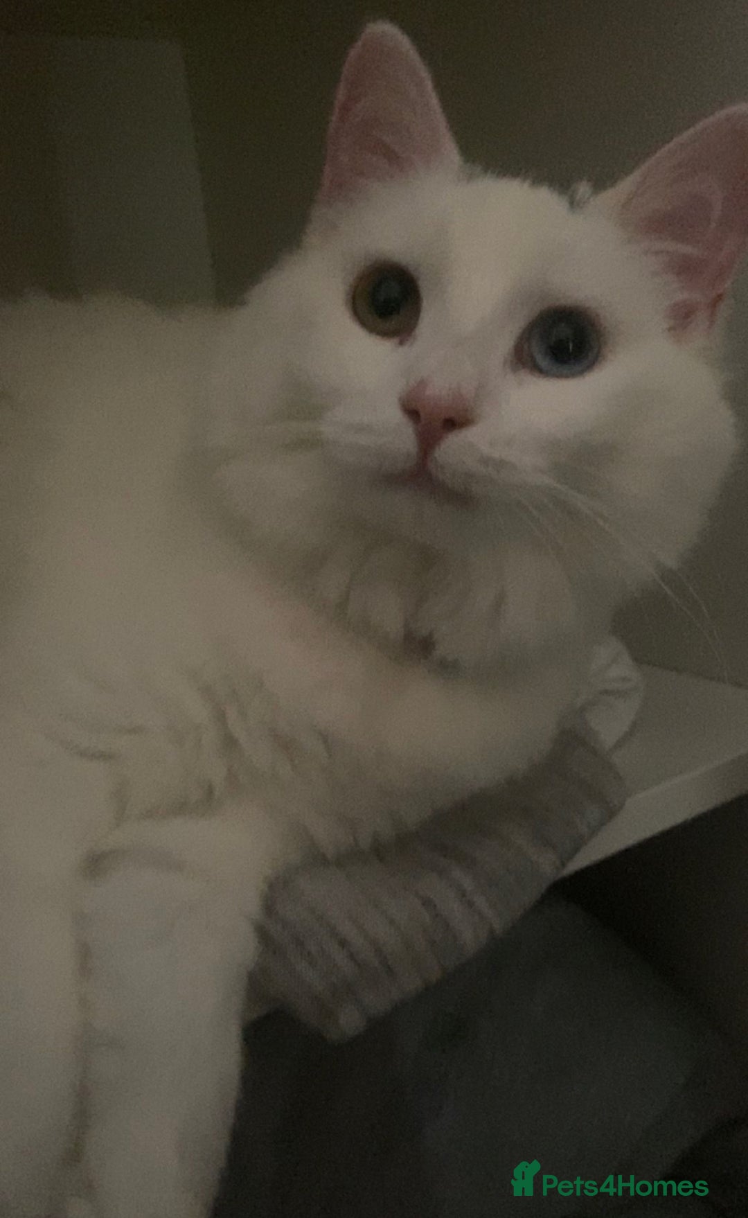Mixed Breed cats for sale: Lady, 10 months old - Image 2