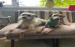 Italian Greyhound dogs for sale: 3/4 Italian greyhound puppies - Image 13