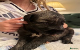 Irish Wolfhound dogs for sale: Stunning litter of Irish Wolfhound puppies - Image 12