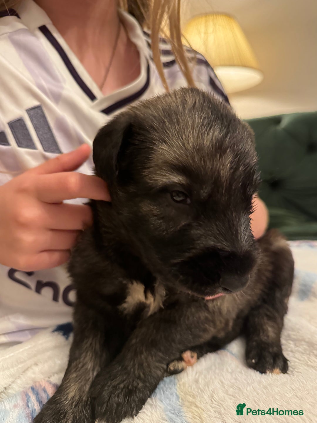 Irish Wolfhound dogs for sale: Stunning litter of Irish Wolfhound puppies - Image 12