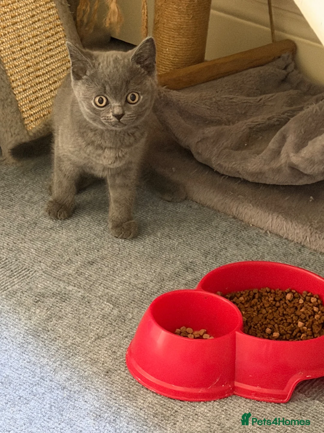 British Shorthair cats for sale: British shorthair  in Feltham - Advert 8