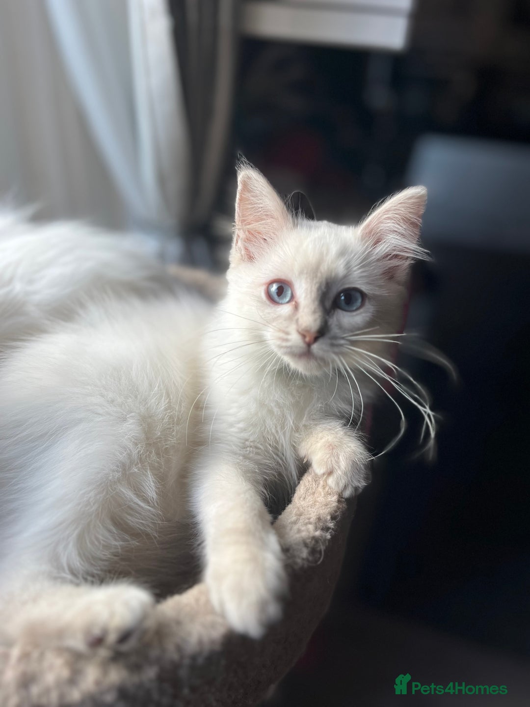 Ragdoll cats for sale: Gorgeous Tica Cherubim ragdoll kittens  - Advert 7