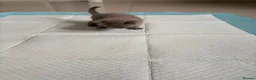 British Shorthair cats for sale: British Shorthair Kittens  in London - Advert 5