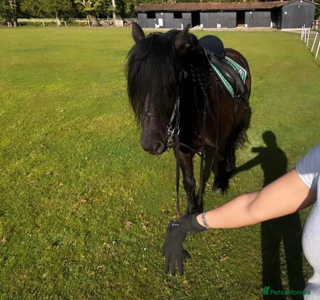 Fell horses for sale: Super flashy fell x wpb STUNNING  - Advert 5