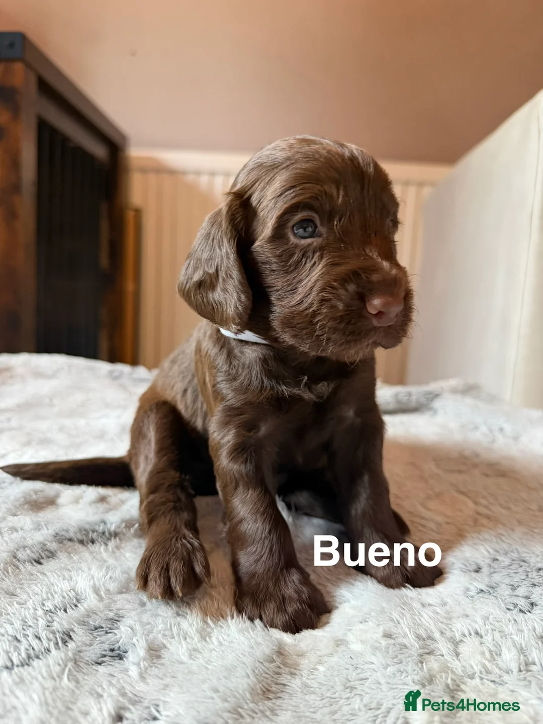 Cocker Spaniel dogs for sale: working cocker spaniel puppies  - Advert 14