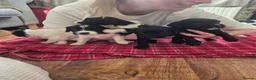 Mixed Breed dogs for sale: Tibetan Terrier x Sprocker Puppies in Dunfermline - Advert 24
