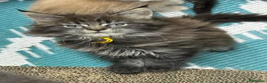 Maine Coon Kitten 4