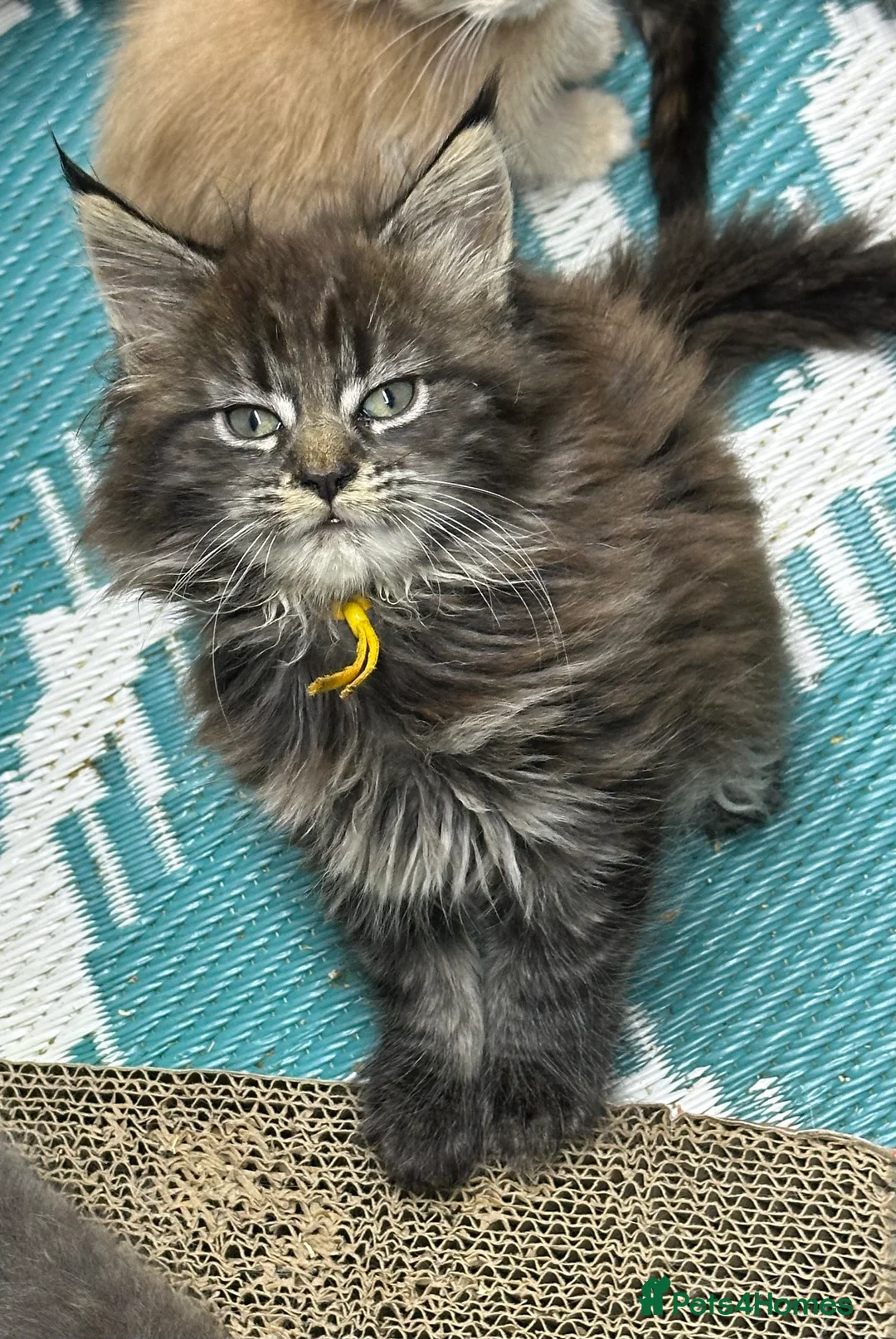 Maine Coon cats for sale: Mainecoons  - Advert 12