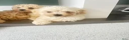 Maltipoo dogs for sale: MALTIPOOS!!! - Advert 31