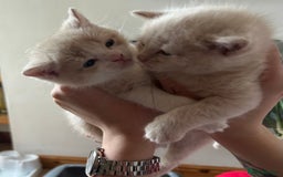 Exotic cats for sale: 3 Exotic x kittens for sale - Advert 3