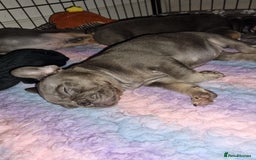 French Bulldog dogs for sale: Quality pups 4 Panel DNA Clear Gold Sierra Lines - Image 15