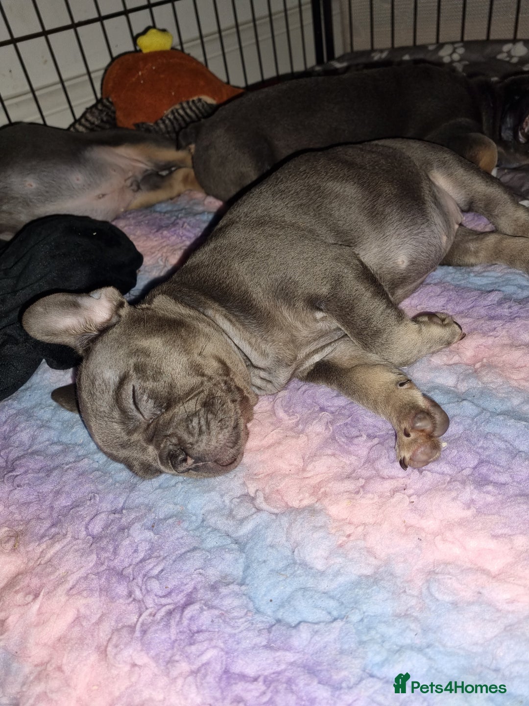 French Bulldog dogs for sale: Quality pups 4 Panel DNA Clear Gold Sierra Lines - Image 15