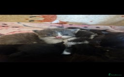 Mixed Breed cats for sale: Beautiful kittens  - Image 13