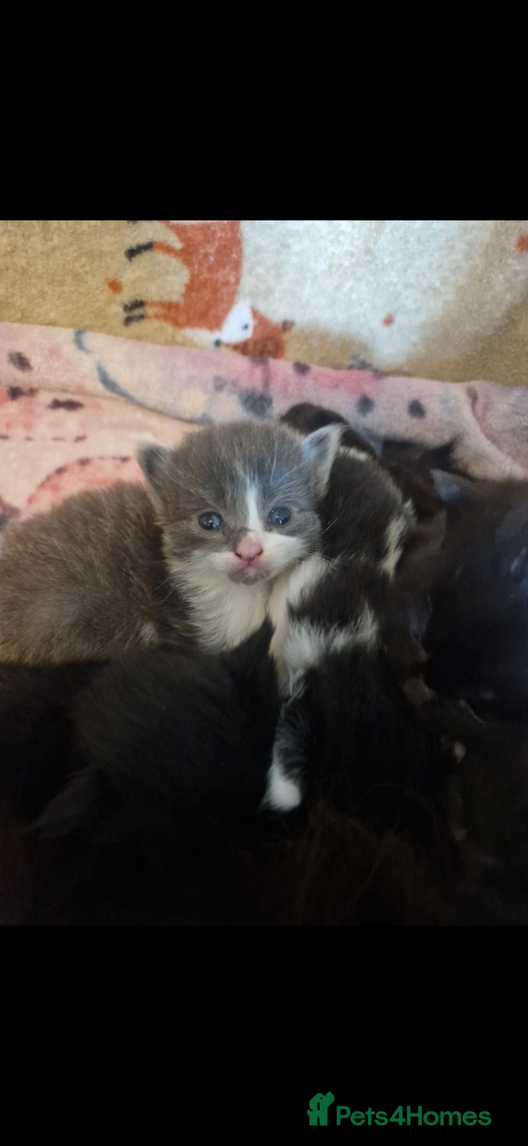 Mixed Breed cats for sale: Beautiful kittens  - Image 13