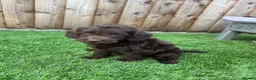 Labradoodle dogs for sale: Labradoodle  - Advert 3