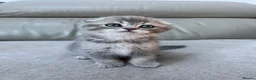 Scottish Fold cats for sale: Full pedigree Scottish fold kittens - Advert 10