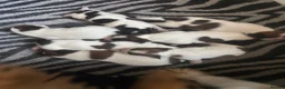 Jack Russell dogs for sale: Beautiful long haired Jack Russell puppies  - Advert 2