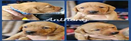 Labrador Retriever dogs for sale: Labrador puppys - Advert 6