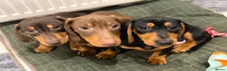 Dachshund dogs for sale: Two beautiful dachshund Dogs 6 months for sale  in Kidderminster - Advert 15