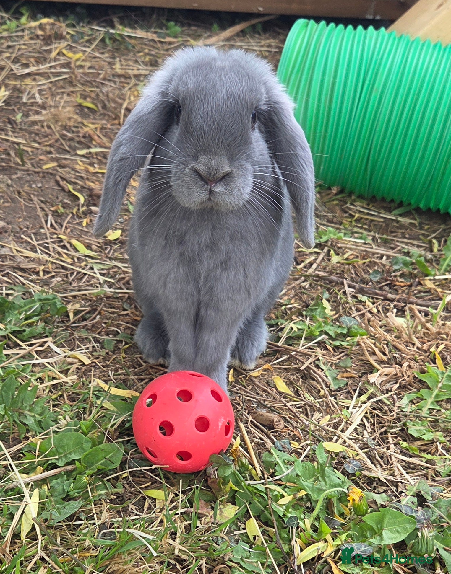 Mini Lop rabbits Mini lop  - Advert 23