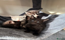 Russian Blue cats for sale: Russian Blue x BSH mixed breed Kittens  - Image 7