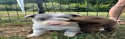 Border Collie dogs for sale: Beautiful Border Collie Puppies  - Advert 23
