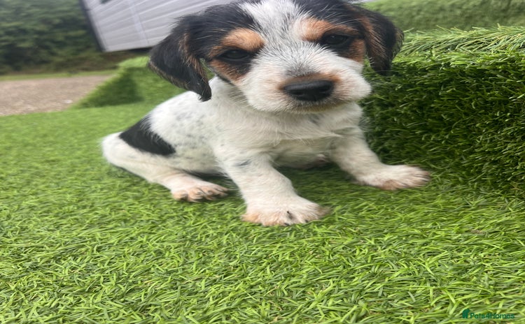 Jack Russell dogs for sale - Advert 1