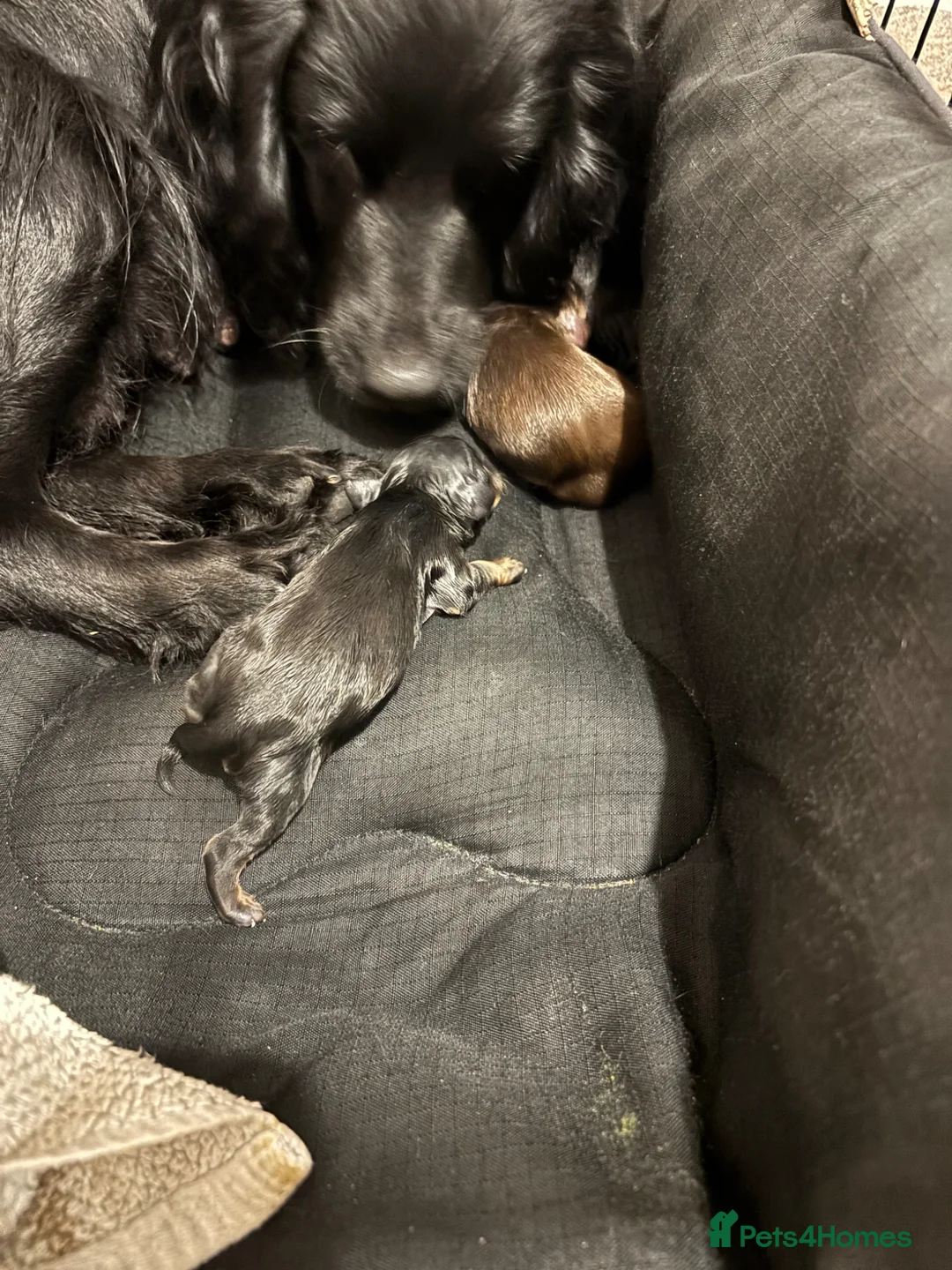 Cocker Spaniel dogs for sale: 2 Beautiful cocker spaniel Girls  - Advert 15