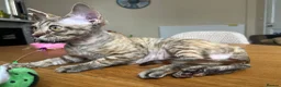 Devon Rex cats for sale: Our beautiful Devon Rex kittens are ready to move  - Advert 29