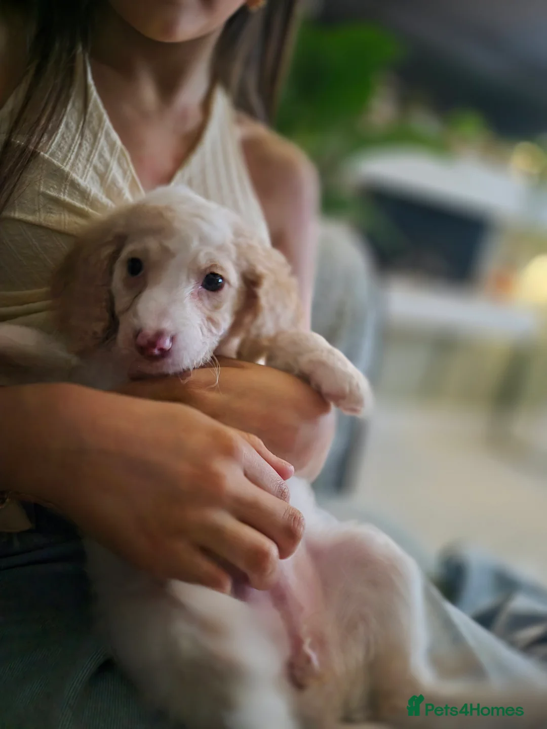 Cockapoo dogs for sale: F2 generation cockerpoo puppys  - Advert 11