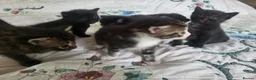 Mixed Breed cats for sale: Adorable and playful kittens - Advert 6