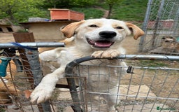 Mixed Breed dogs for adoption: Friendly 7 month old pup needs a home! - Image 6
