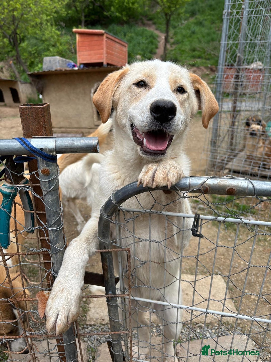 Mixed Breed dogs for adoption: Friendly 7 month old pup needs a home! - Image 6