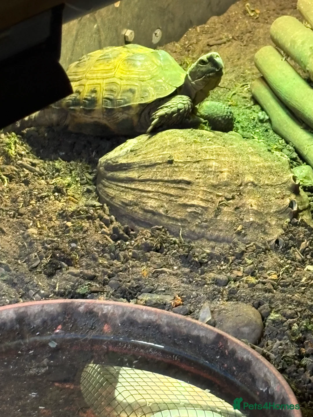 Tortoise reptiles for sale: Tortoise for sale  in Bury Saint Edmunds - Advert 3