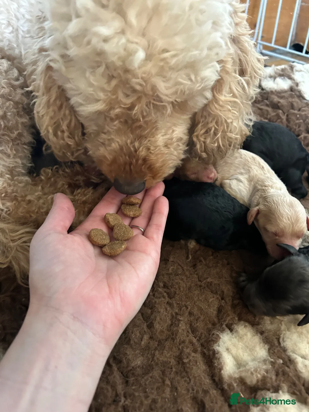 Miniature Poodle dogs for sale: Miniature poodles - Advert 1