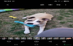 Mixed Breed dogs for sale: American bulldog x American staff - Image 2