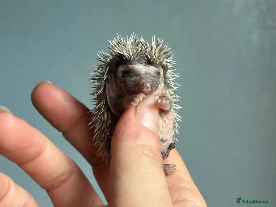 Pygmy Hedgehog rodents for sale: Beautiful Pygmy hedgehogs for sale!  - Advert 2