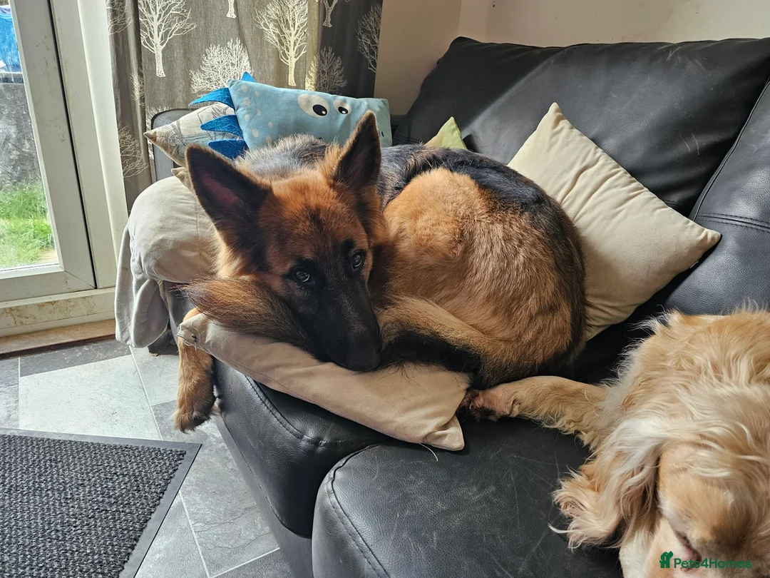 German Shepherd dogs for sale: Lovable 2.5year old German Shepherd - Advert 2