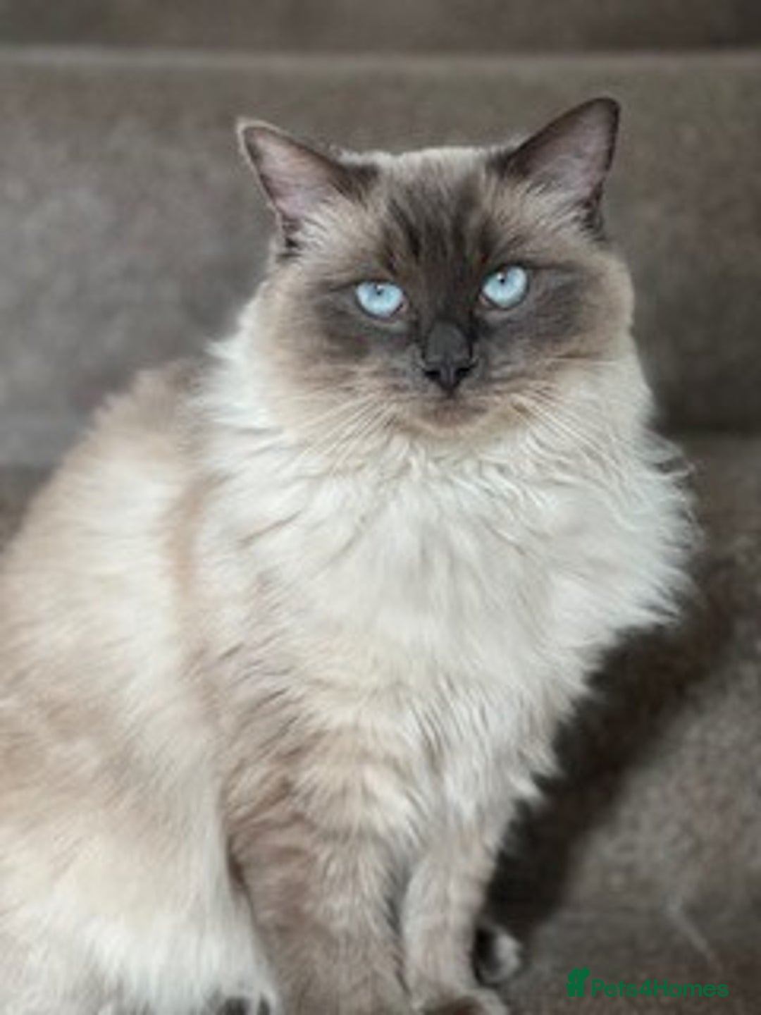 Ragdoll cats for sale: Adorable Ragdoll Kittens Ready for New Homes Soon! - Image 9