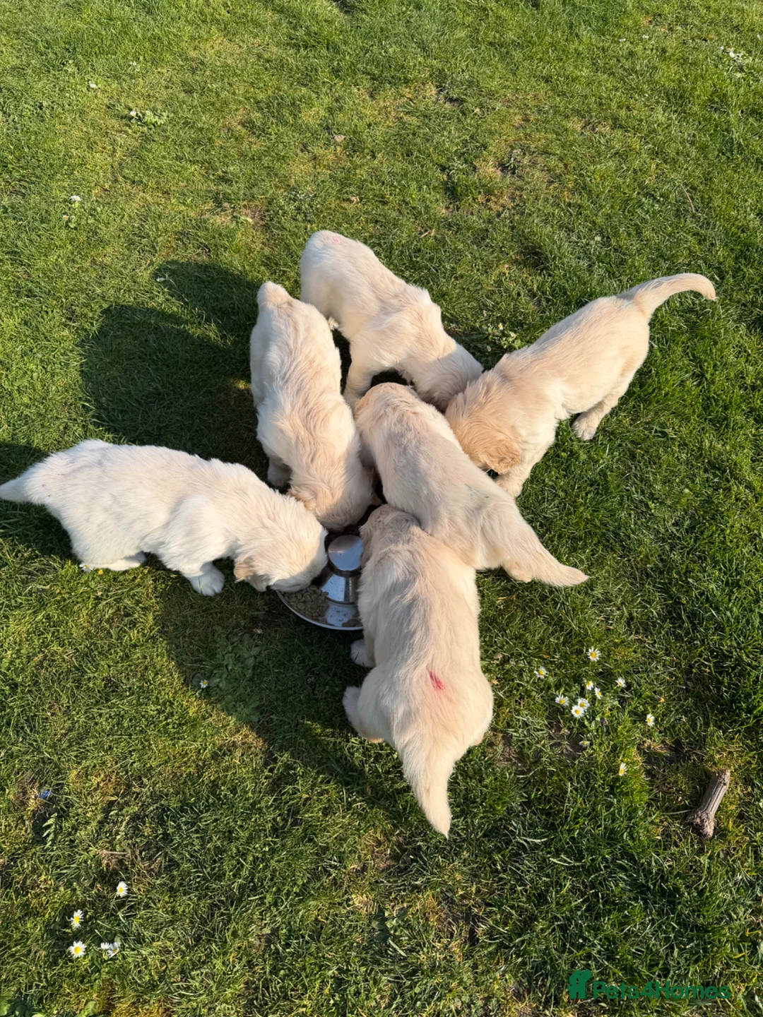 Golden Retriever dogs for sale: 6 x KC registered Golden Retriever pups  in Wadebridge - Advert 2