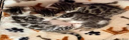 Bengal cats for sale: Bengal cross - Advert 4